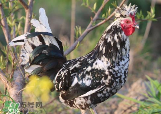 贵妃鸡市场价多少钱一只 贵妃鸡可以长多大 贵妃鸡市场价多少钱一只 贵妃鸡可以长多大