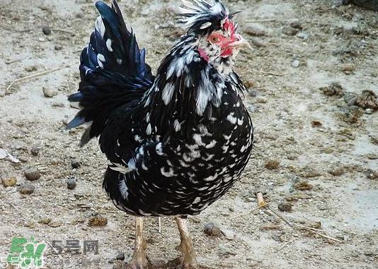 贵妃鸡市场价多少钱一只 贵妃鸡可以长多大 贵妃鸡市场价多少钱一只 贵妃鸡可以长多大