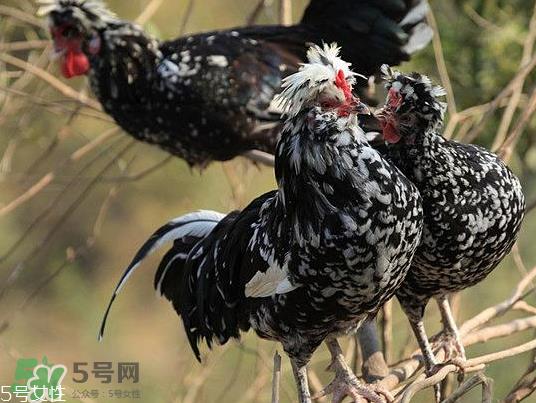 贵妃鸡市场价多少钱一只 贵妃鸡可以长多大 贵妃鸡市场价多少钱一只 贵妃鸡可以长多大