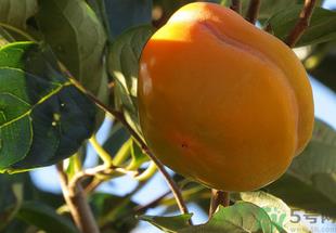 黄柿子怎么吃好吃?黄柿子怎么吃? 黄柿子怎么吃好吃?黄柿子怎么吃?