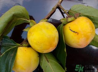 黄柿子怎么吃好吃?黄柿子怎么吃? 黄柿子怎么吃好吃?黄柿子怎么吃?