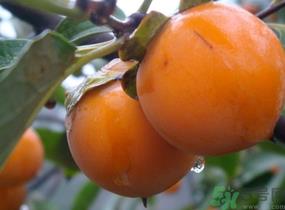 黄柿子怎么吃好吃?黄柿子怎么吃? 黄柿子怎么吃好吃?黄柿子怎么吃?