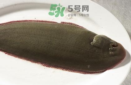 活的龙利鱼怎么保存?新鲜龙利鱼能放多久 活的龙利鱼怎么保存?新鲜龙利鱼能放多久