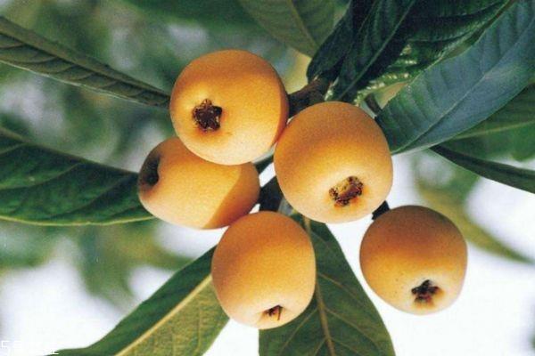 枇杷核要去掉吗 枇杷的核能吃吗 枇杷核要去掉吗 枇杷的核能吃吗