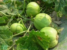 梨瓜是发物吗？梨瓜是不是发物？