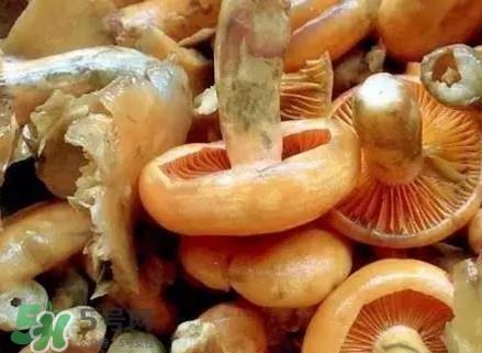 枞树菌有毒吗?枞树菌怎么做好吃? 枞树菌有毒吗?枞树菌怎么做好吃?