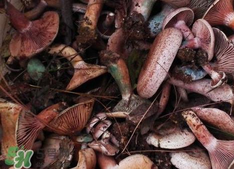 枞树菌有毒吗?枞树菌怎么做好吃? 枞树菌有毒吗?枞树菌怎么做好吃?