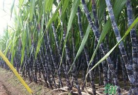 甘蔗皮上白色的是什么?甘蔗上的白霜能吃吗? 甘蔗皮上白色的是什么?甘蔗上的白霜能吃吗?