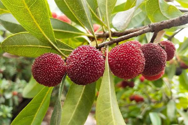 杨梅里面的小白虫可以吃吗 杨梅有虫子怎么清洗 杨梅里面的小白虫可以吃吗 杨梅有虫子怎么清洗