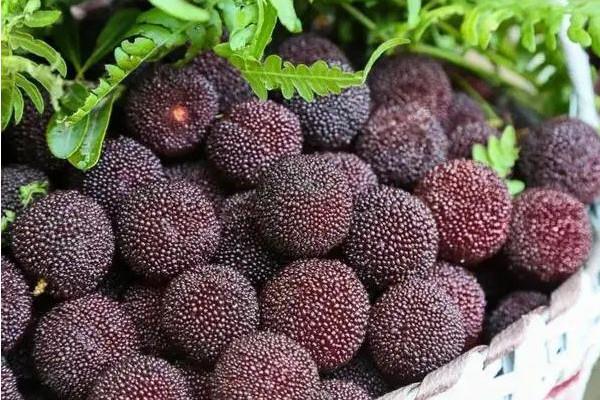 杨梅里面的小白虫可以吃吗 杨梅有虫子怎么清洗 杨梅里面的小白虫可以吃吗 杨梅有虫子怎么清洗