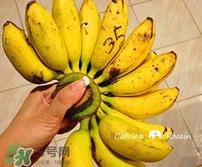 芭蕉什么时候成熟?芭蕉什么时候开花 芭蕉什么时候成熟?芭蕉什么时候开花