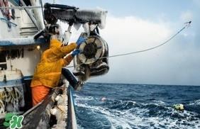 帝王蟹为什么上岸就杀死?帝王蟹为什么只吃腿 帝王蟹为什么上岸就杀死?帝王蟹为什么只吃腿