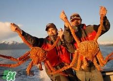 帝王蟹为什么上岸就杀死?帝王蟹为什么只吃腿 帝王蟹为什么上岸就杀死?帝王蟹为什么只吃腿