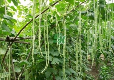 ​豇豆是什么样的？豇豆是长豆角吗？