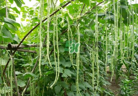 豇豆是什么样的?豇豆是长豆角吗? 豇豆是什么样的?豇豆是长豆角吗?