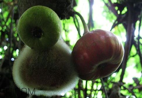 牛奶果什么时候成熟 牛奶果产地 牛奶果什么时候成熟 牛奶果产地