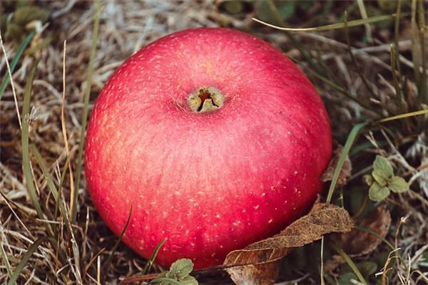 苹果公母怎么区分的 苹果甜不甜因有公母 苹果公母怎么区分的 苹果甜不甜因有公母