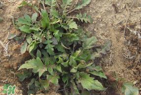 荠菜多少钱一斤?野生荠菜多少钱一斤? 荠菜多少钱一斤?野生荠菜多少钱一斤?