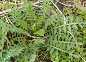 荠菜多少钱一斤?野生荠菜多少钱一斤? 荠菜多少钱一斤?野生荠菜多少钱一斤?