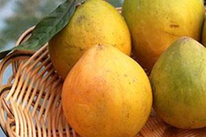 黄晶果的功效作用 黄晶果的功效作用