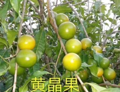 黄晶果的功效作用 黄晶果的功效作用