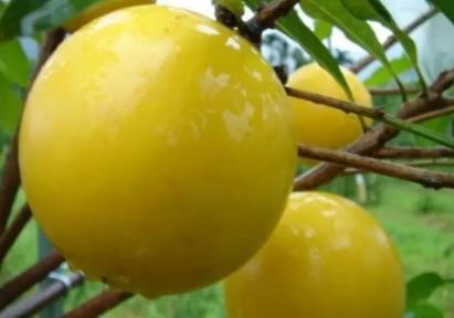 黄晶果的功效作用 黄晶果的功效作用