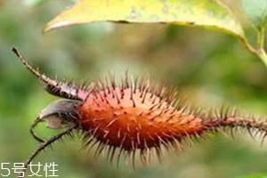 金樱子什么时候成熟 金樱子采收时间及加工方法 金樱子什么时候成熟 金樱子采收时间及加工方法