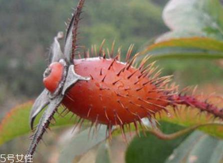 金樱子什么时候成熟 金樱子采收时间及加工方法 金樱子什么时候成熟 金樱子采收时间及加工方法