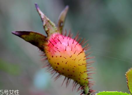 金樱子什么时候成熟 金樱子采收时间及加工方法 金樱子什么时候成熟 金樱子采收时间及加工方法