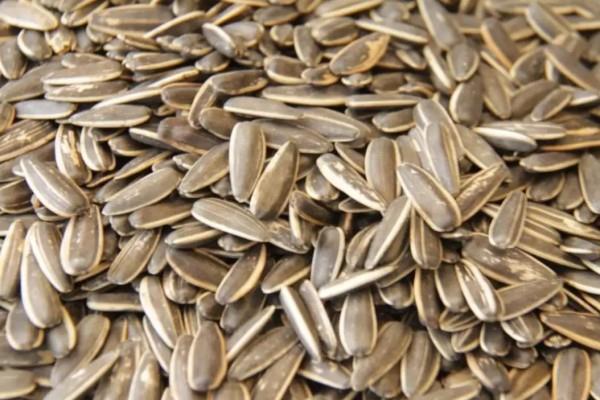 葵瓜子吃多了上火吗 葵瓜子会导致过敏吗 葵瓜子吃多了上火吗 葵瓜子会导致过敏吗