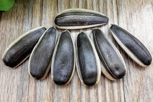 葵瓜子吃多了上火吗 葵瓜子会导致过敏吗 葵瓜子吃多了上火吗 葵瓜子会导致过敏吗