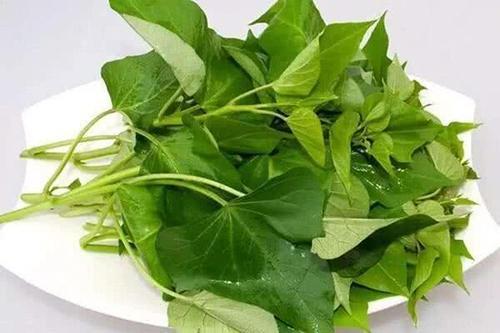 红薯叶有减肥功效吗 红薯叶怎么做减肥 红薯叶有减肥功效吗 红薯叶怎么做减肥