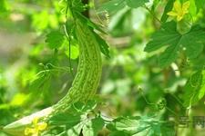 苦瓜多久吃一次最好?苦瓜一次吃多少合适? 苦瓜多久吃一次最好?苦瓜一次吃多少合适?