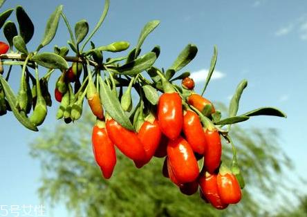 宁夏枸杞子多少钱一斤?宁夏枸杞价格 宁夏枸杞子多少钱一斤?宁夏枸杞价格