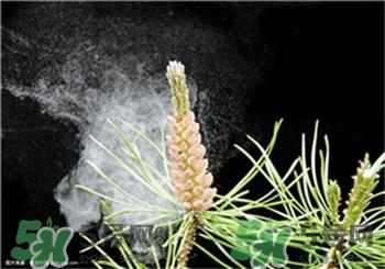 松花粉什么时候吃最好?花粉过敏的人可以吃松花粉吗? 松花粉什么时候吃最好?花粉过敏的人可以吃松花粉吗?