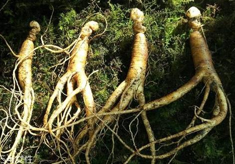 新鲜人参怎么处理 清洗方法