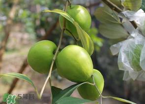 一斤青枣的热量是多少？吃一斤青枣会胖吗？