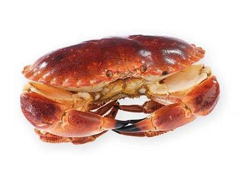 面包蟹能冷冻吗?面包蟹可以放冰箱吗? 面包蟹能冷冻吗?面包蟹可以放冰箱吗?