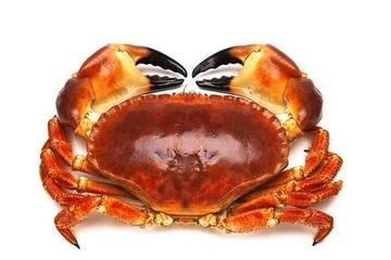 面包蟹能冷冻吗?面包蟹可以放冰箱吗? 面包蟹能冷冻吗?面包蟹可以放冰箱吗?