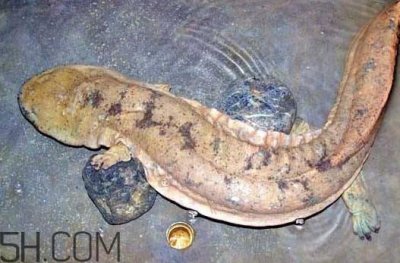 娃娃鱼吃什么?娃娃鱼是国家几级保护动物