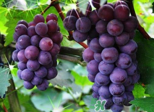 户太八号和巨峰哪个好?户太八号和巨峰的区别 户太八号和巨峰哪个好?户太八号和巨峰的区别