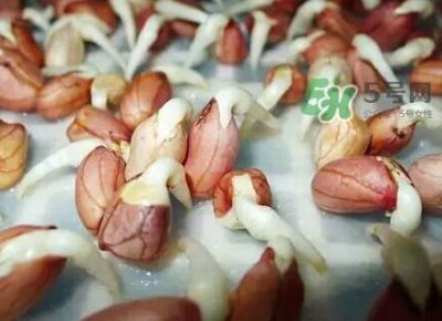 花生芽怎么培育?花生芽怎样才能发出来