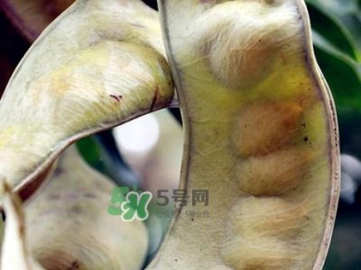 皂角米可以直接煮吗?皂角米和什么一起煮好