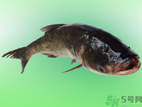 花鲢多少钱一斤？野生花鲢多少钱一斤？