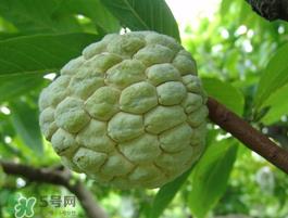 番荔枝什么时候成熟？番荔枝什么时候开花？
