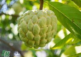 番荔枝什么时候成熟？番荔枝什么时候开花？
