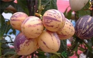 人参果长的好还是圆的好 人参果没熟能吃吗