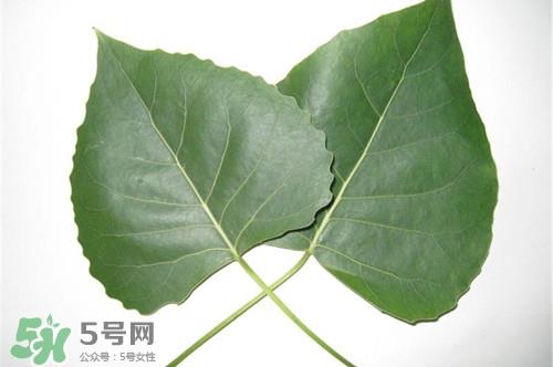 杨树嫩叶能吃吗?杨树嫩叶的功效作用