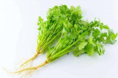 ​香菜一年四季都可以种吗 香菜是不是寒性的