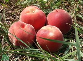 蓝莓和桃子能一起吃吗?蓝莓和桃子能一块吃吗? 蓝莓和桃子能一起吃吗?蓝莓和桃子能一块吃吗?